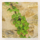 Search for hydrangea shrubs Flower