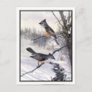 Search for bicolor postcards Wildlife