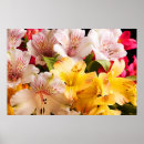 Search for alstroemeria posters Photograph