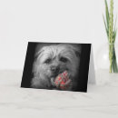 Search for border terrier cards Animal