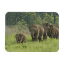 Search for habitat magnets Jungle