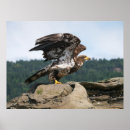 Search for bald art Eagle