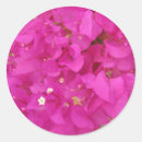 Search for bougainvillea stickers Pink