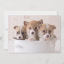 Search for corgi thank you cards Pet