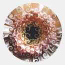 Search for gerbera daisy stickers Gerberas