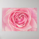Search for pink rose posters Romance