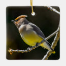 Search for wild christmas tree decorations Photograph