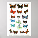 Search for lepidopterology Insects
