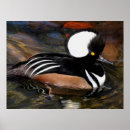 Search for merganser posters Photography
