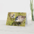 Search for canada goose cards Nature