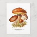 Search for boletus postcards Fungi