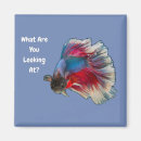 Search for fighting magnets Betta