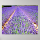 Search for aromatherapy posters Lavender