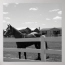 Search for horse pics posters Horses