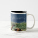 Search for arctos mugs Alaska