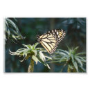 Search for waiting photography Nature