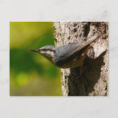 Search for nuthatch postcards Tree