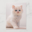 Search for longhair postcards Domestic animals