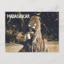 Search for small monkey postcards Forest