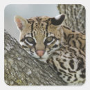 Search for natural wood stickers Tree