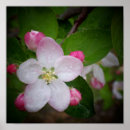 Search for beautiful blossom posters Green