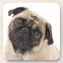 Search for dog coasters Pug