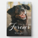 Search for side pet supplies Forever in our hearts