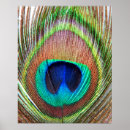 Search for peafowl feather art Photography