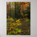 Search for deciduous forest posters Nature