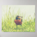 Search for robin posters Orange