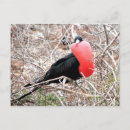 Search for mates postcards Nature
