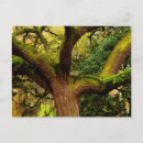 Search for danita delimont postcards Moss