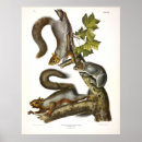 Search for gray squirrel posters Sciurus carolinensis