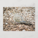 Search for mourning postcards Wildlife