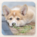Search for yard coasters Dog