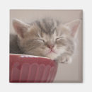 Search for bowl magnets Cute
