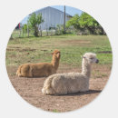 Search for lama stickers Animals