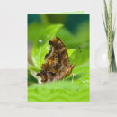 Search for comma cards Butterfly