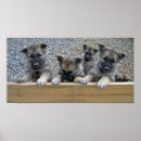 Search for puppy posters Pet