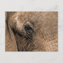 Search for wildlife reserve postcards Superstock