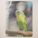 Search for kiwi blankets Bird