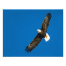 Search for flapping posters Flying