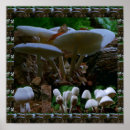 Search for mushroom photography Birthday