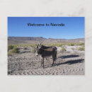 Search for wild donkeys postcards Burros