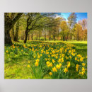 Search for yellow daffodil flowers posters Petals