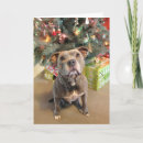 Search for pitbull christmas cards Dog