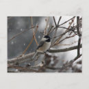Search for chickadee postcards Snow