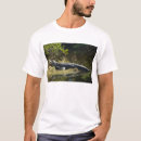 Search for alligators photography Swamp
