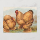 Search for buffs postcards Rooster