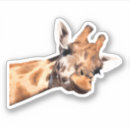 Search for funny giraffes stickers Zoo